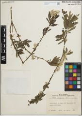 Foto von Salix purpurea L.